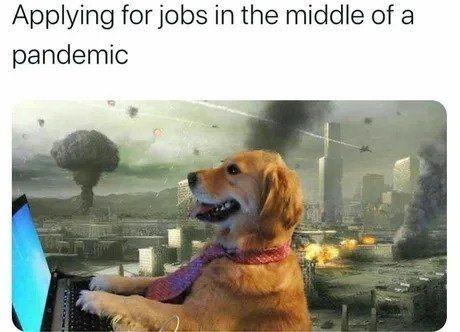 A meme of a dog using a laptop with chaos in the background, text above says "Applying for jobs in the middle of a pandemic"